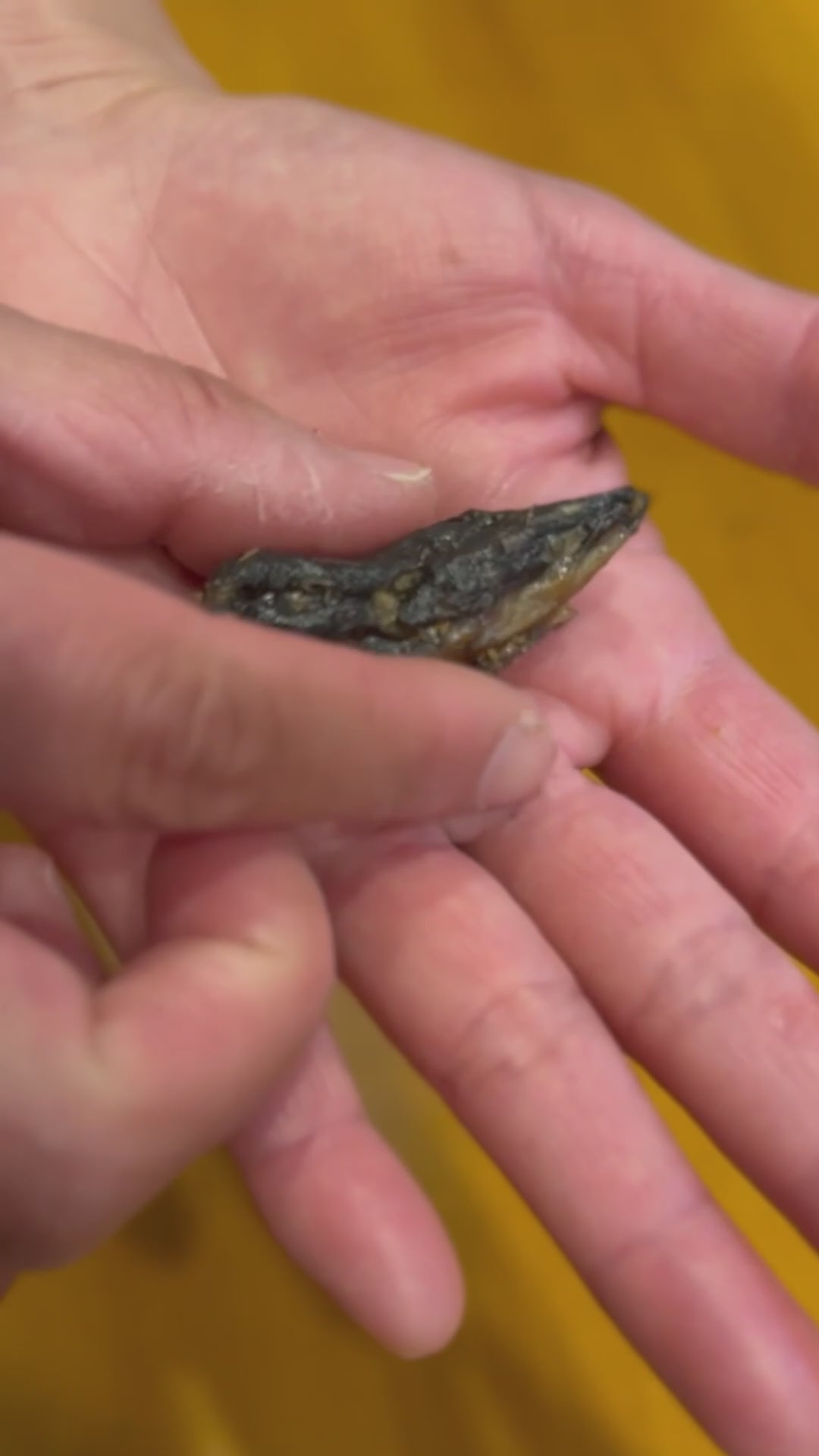 UNADOG70g（全犬種用）