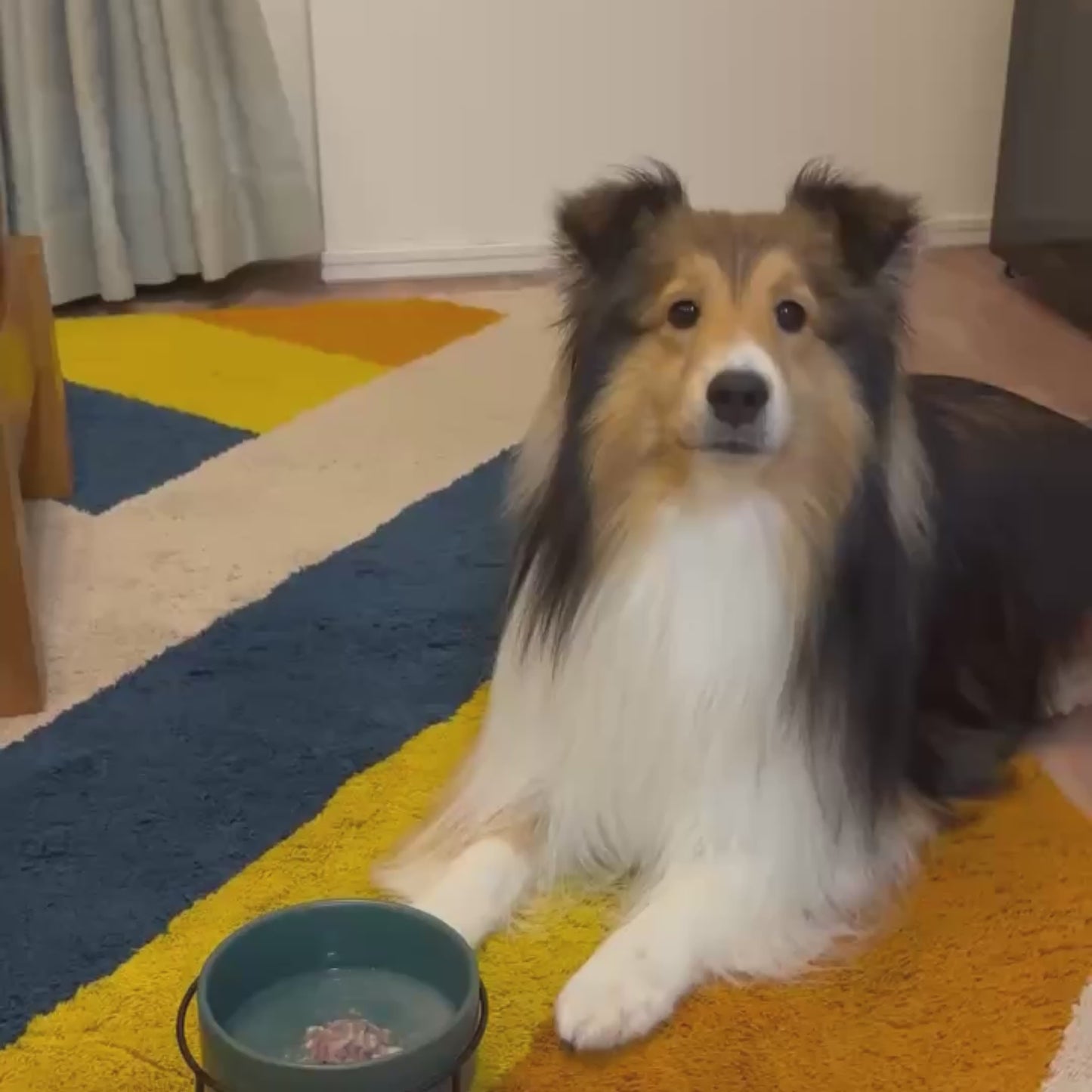うなぎの頭だし 3パックセット｜犬猫用 国産うなぎ頭の水煮レトルト